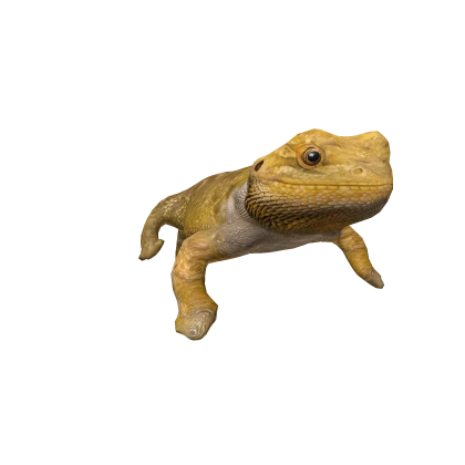 Bearded Dragon on Head