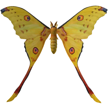 Comet Moth