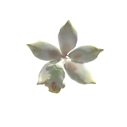 boat orchid 兰花 hair clip 