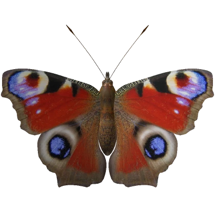 Peacock Butterfly (Big/Face)