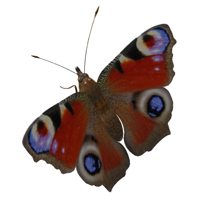 Peacock Butterfly (small/Cheek)