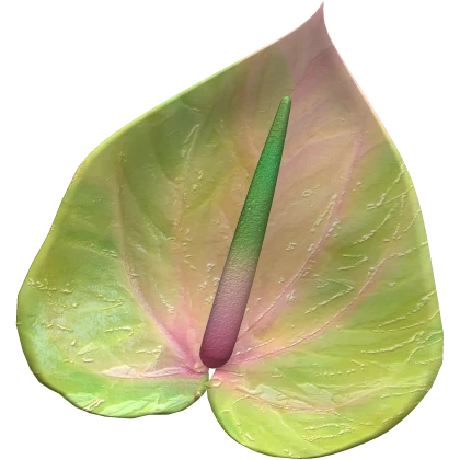 Anthurium Plant Top (Pink Green)