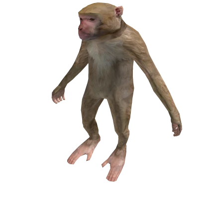 monkey