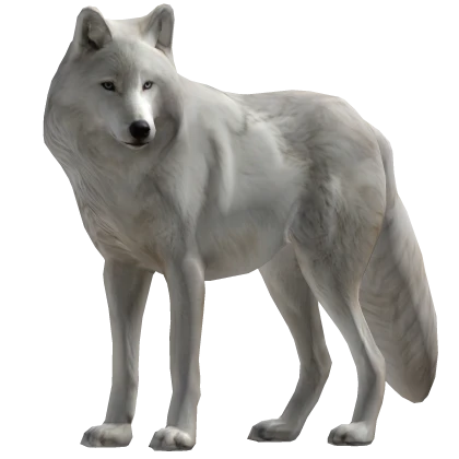 Majestic White Wolf