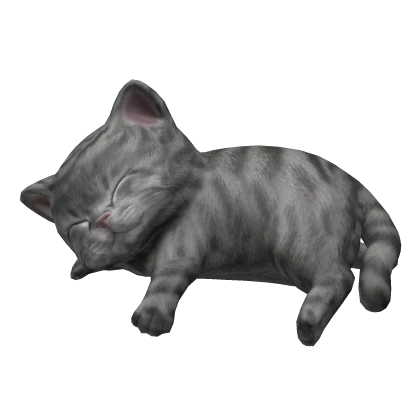 Cute Grey Tabby Cat Kitten Sleeping On Head
