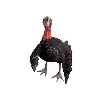 Realistic Turkey