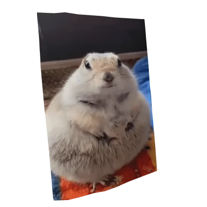 Marmot Cape