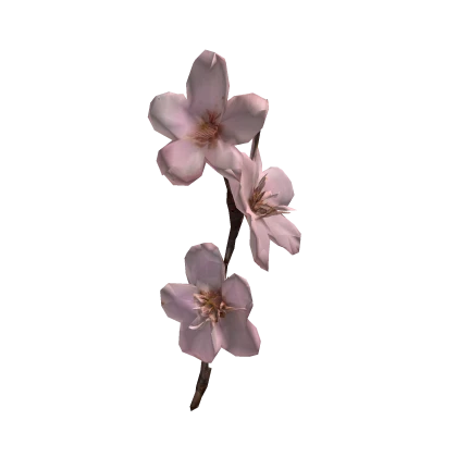 さくらsakura branch in your hair ♡ 樱花