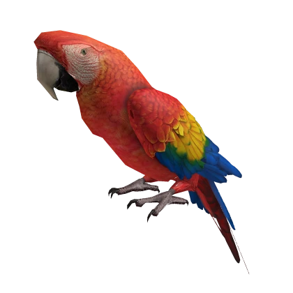 parrot ara 💙💛💚colorful cute funny animal pirate