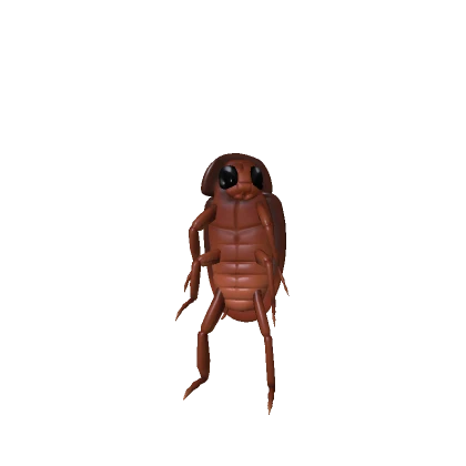 Short Roach Classic