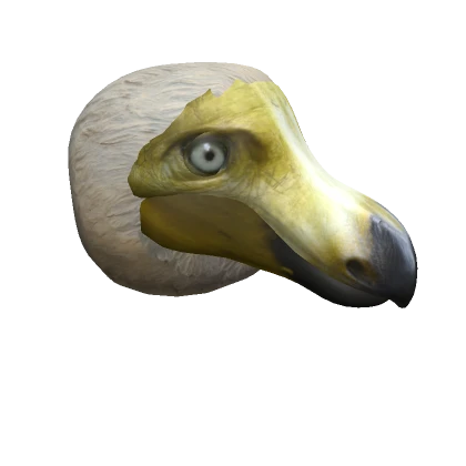 Dodo Head