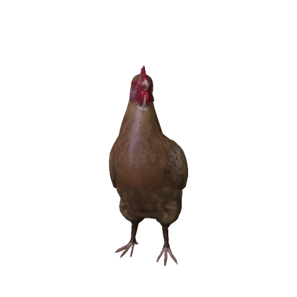 Realistic Brown Chicken