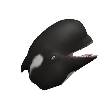 Pilot whale head