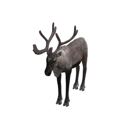 Winter Reindeer