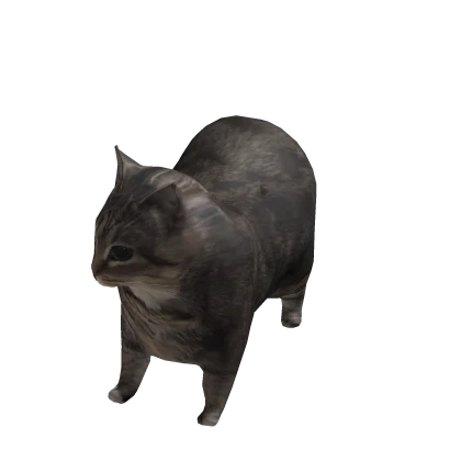Oiiaioooooiai Cat