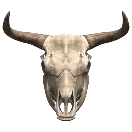 Bull Skull