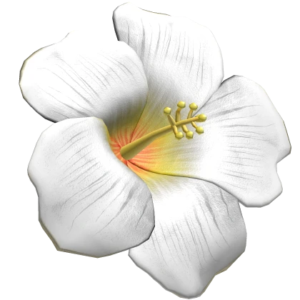 tropical summer white hibiscus flower