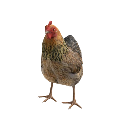 Mini Chicken