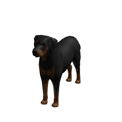 Rotweiller (Back Legs Animated)