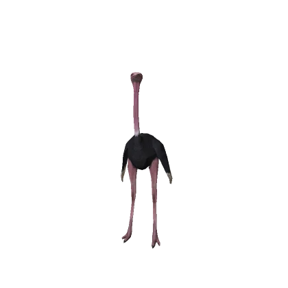 Ostrich