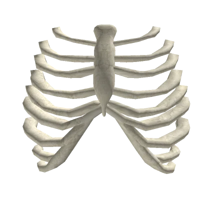 Rib Cage