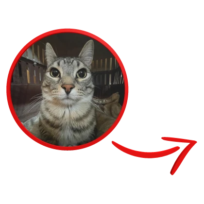 zazu meme picture