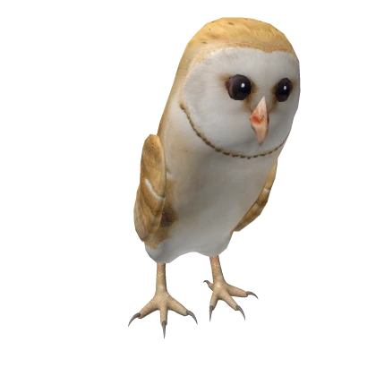 Barn Owl On Head