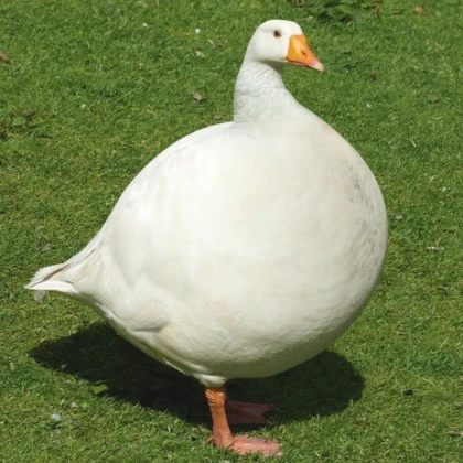 Fat Goose Touch Grass