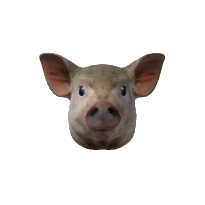 Realistic Pig