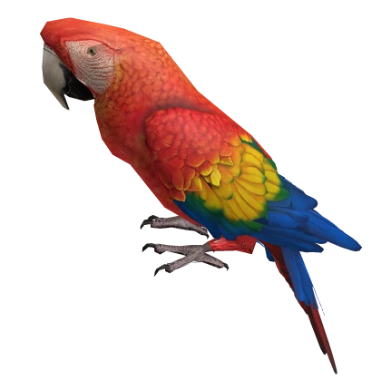 Cute Parrot 💛❤️💙 Pirate Animal Sitting On Head