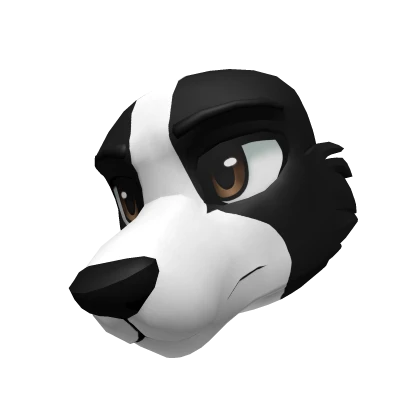 Border Collie Head