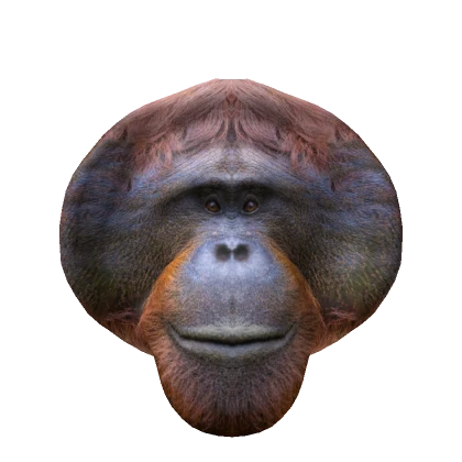 Realistic Orangutan