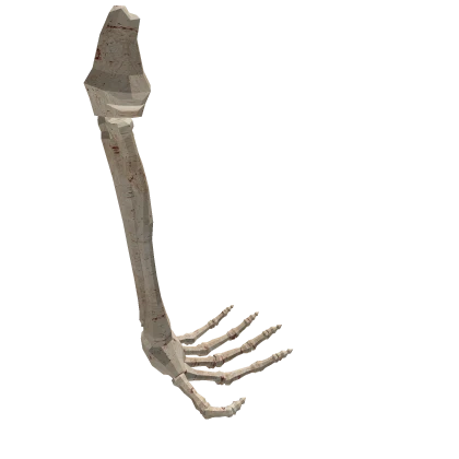 Bone RArm R6 Holdable 🎃