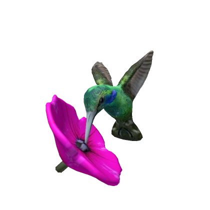 Hummingbird