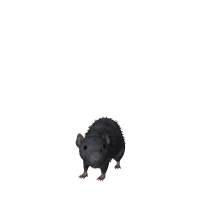 The Rat