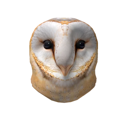 Barn owl head