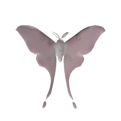 (´ ᴗ｀♡)月形天蠶蛾 baby pink luna moth 