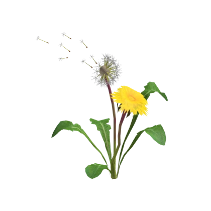 Dandelion