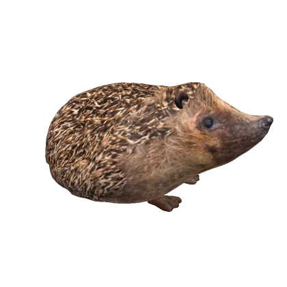 Hedgehog Joey