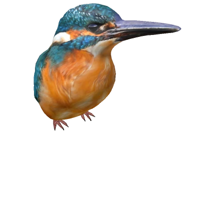 Kingfisher (Shoulder)