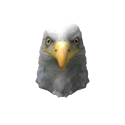 Bald Eagle Head