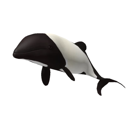 Commersons Dolphin