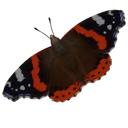 Red Admiral Butterfly