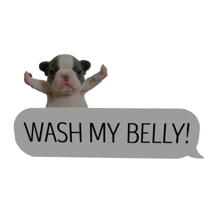 Pibble Text Message (White)