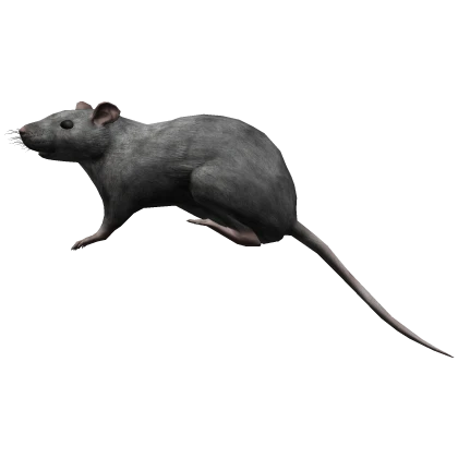 Grey Rat on a Head