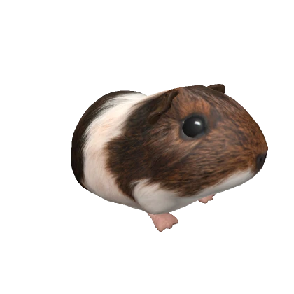 Guinea Pig Daisy