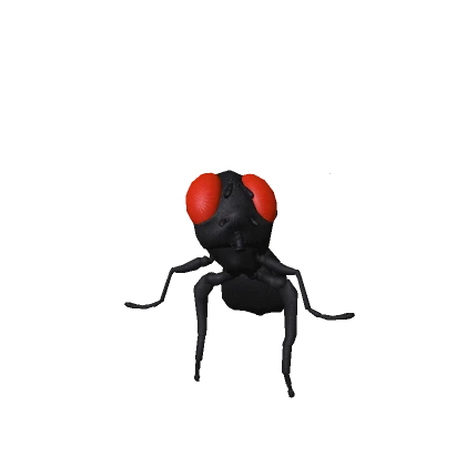 Realistic Fly
