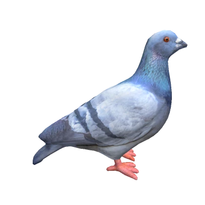 Pigeon on head