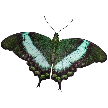 Emerald Swallowtail Butterfly