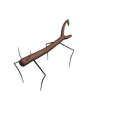 Stick Bug